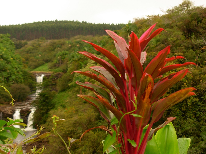 long shot of Umauma Falls with red flower in foreground in Hawaii